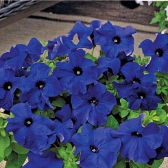 Петуния (сурфиния) гибридная 'Тритуния Блю' (синяя)