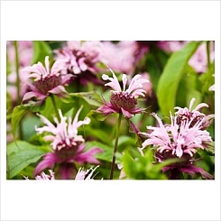 Монарда трубчатая 'Бьюти оф Кобэм'