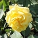 Роза 'Мальта' (чайно-гибридная) (желтая)