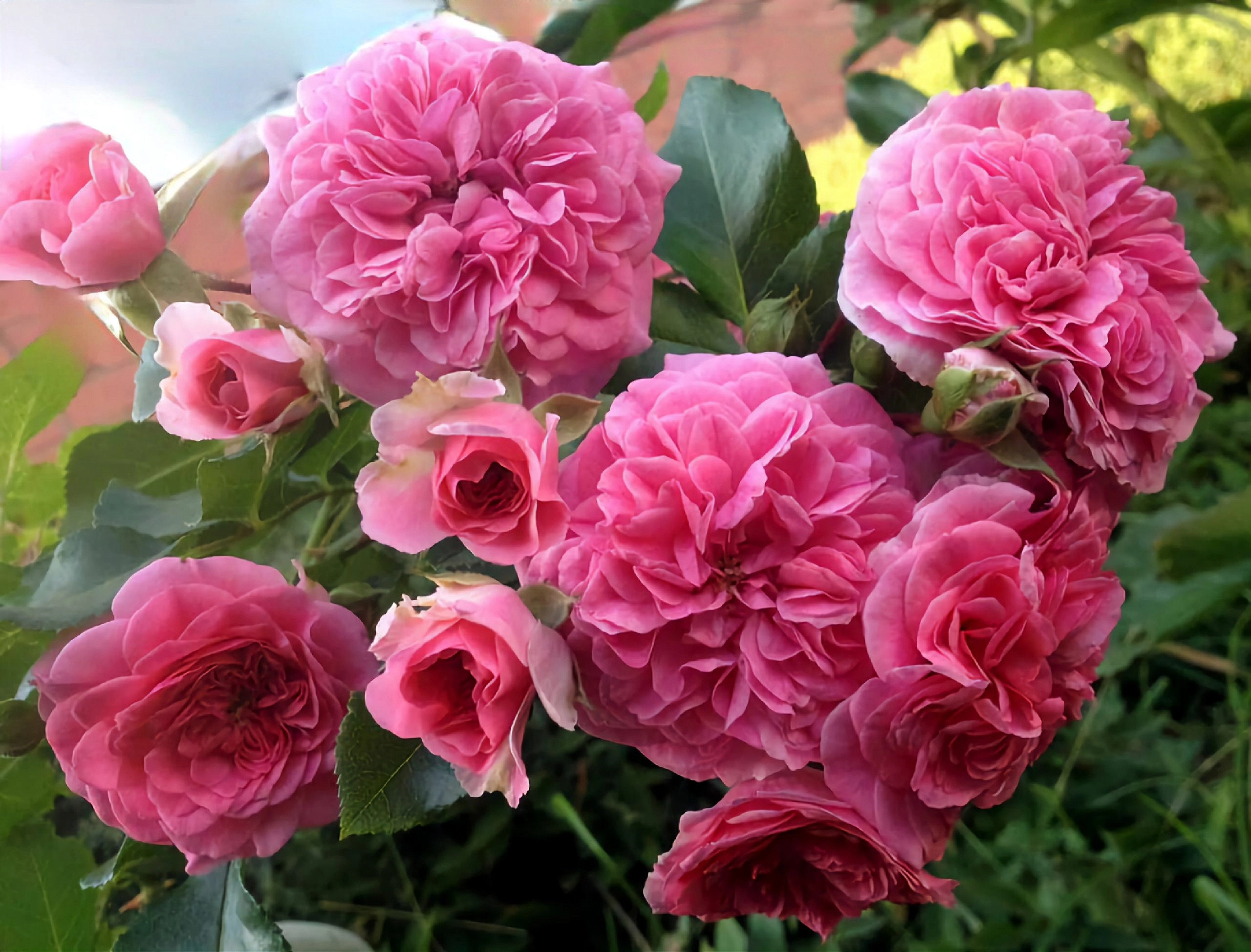 Роза 'Ле Катр Сэзон' (шраб) (розовая)