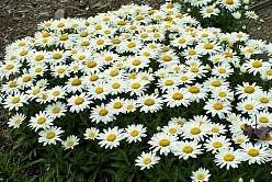 Нивяник наибольший 'Мадонна'