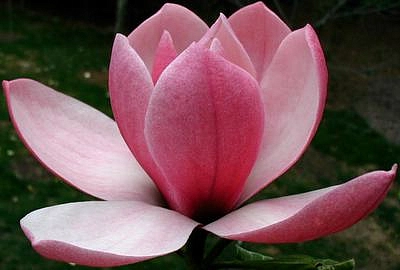 Магнолия 'Роза Мария'