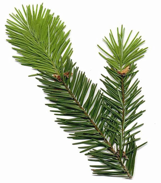 Псевдотсуга мензиса (Pseudotsuga menziesii)