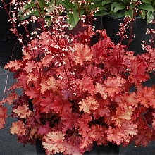 Гейхера гибридная 'Пич Фламбе'