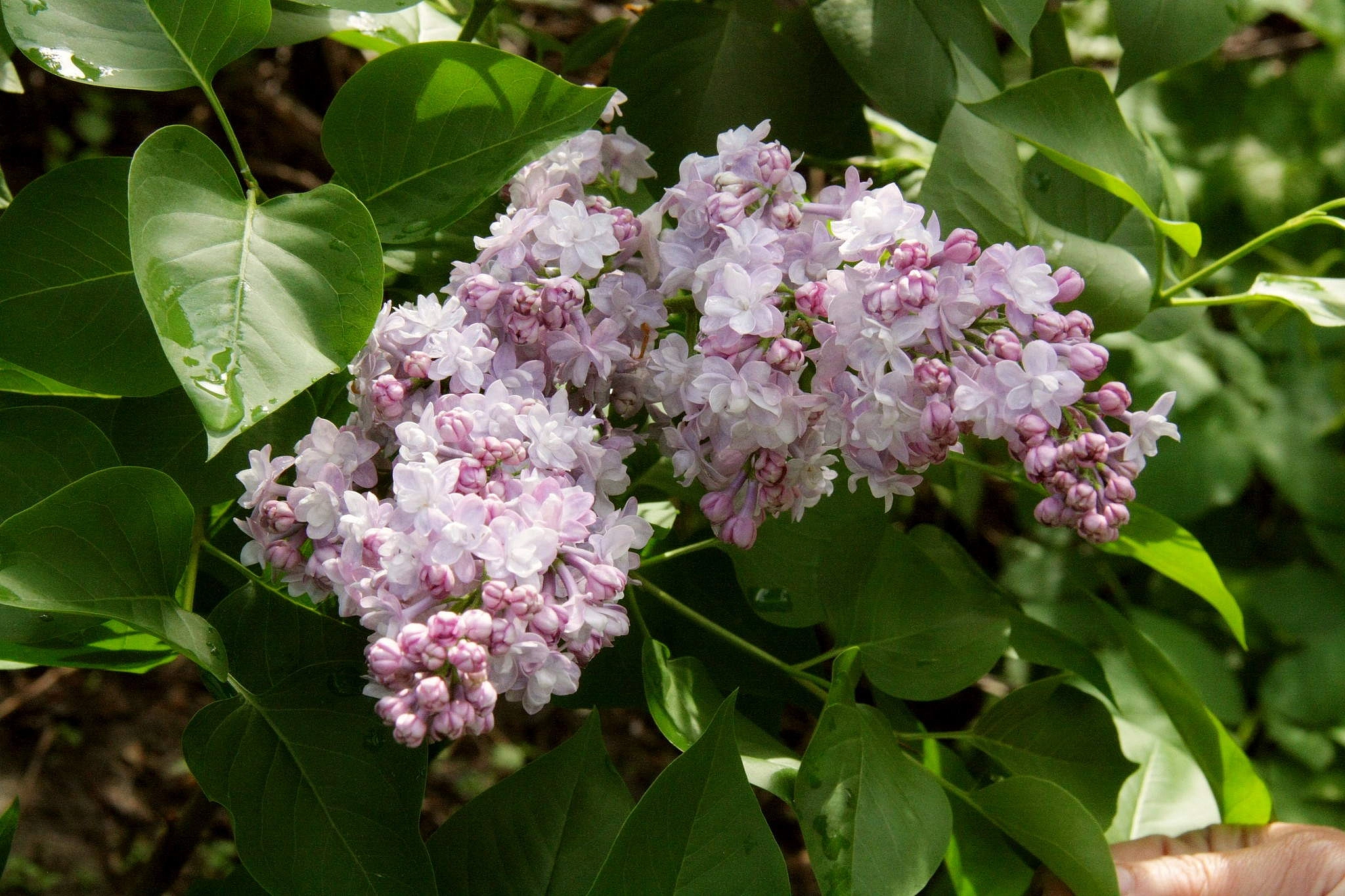 Сирень бульба. Syringa vulgaris Taras Bulba сирень. Сирень обыкновенная (Syringa vulgaris Taras Bulba).