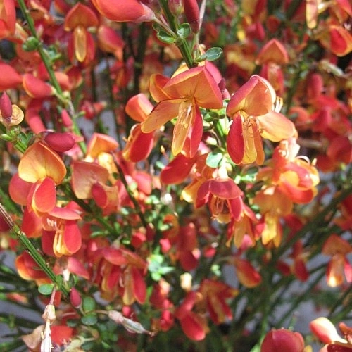 Ракитник стелющийся 'Голдфинч'