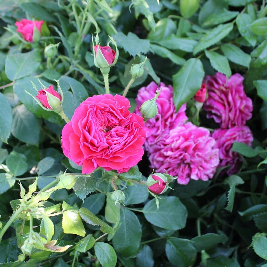 Роза 'Черри Герл' (флорибунда) (красная)