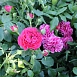 Роза 'Черри Герл' (флорибунда) (красная)