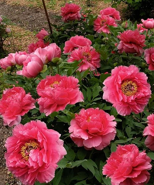 Пион древовидный 'Гигант оф Химоз' (розово - кораловый)