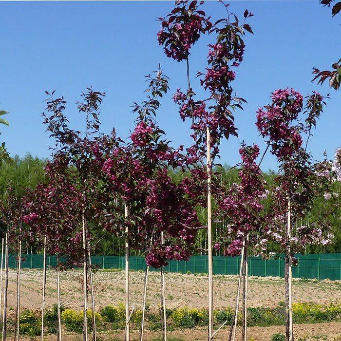 Яблоня декоративная 'Роялти'