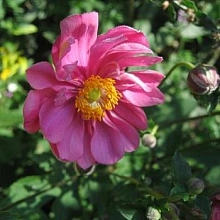 Анемона японская (Ветриница) 'Маргарете'