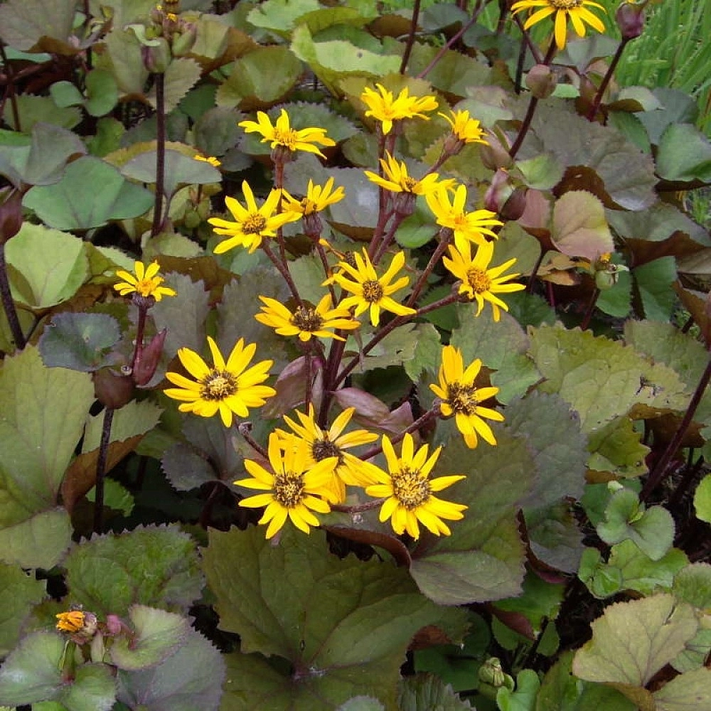 Бузульник зубчатый 'Дездемона'