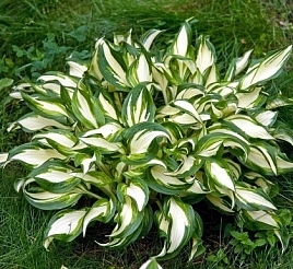 Хоста гибридная 'Либерти'