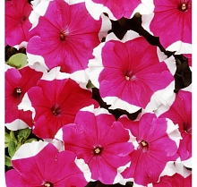 Петуния гибридная 'Пикоти Роуз'