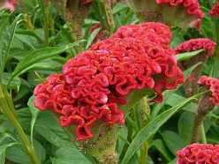 Целозия серебристая гребенчатая 'Армор Ред'