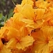 Рододендрон желтый (азалия) 'Клондайк' (желтый) Рододендрон желтый (азалия) 'Клондайк' (желтый)