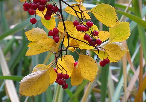 Боярышник круглолистный