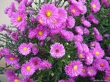 Астра кустовая