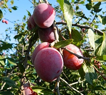 Слива китайско-уссурийская 'Скороплодная'