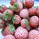 Земляника (клубника) 'Пайнберри'
