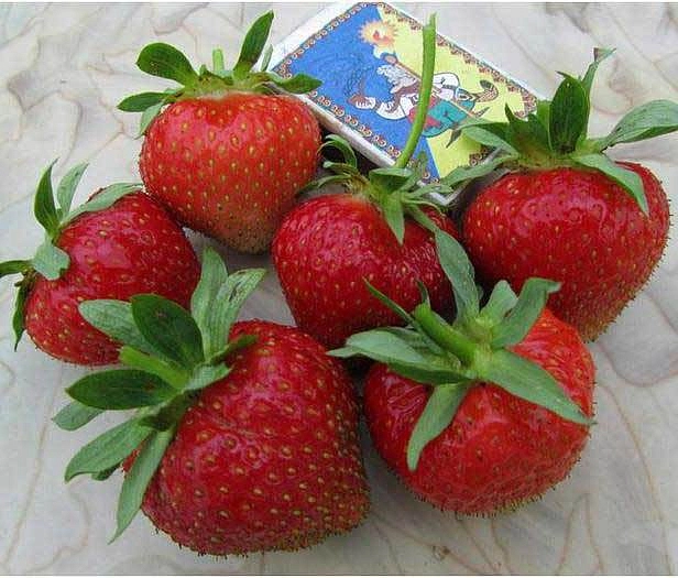 Земляника (клубника) 'Пегас'