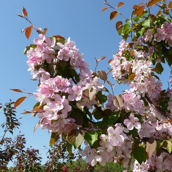 Яблоня декоративная 'Профьюжн'