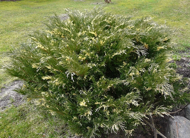 Можжевельник казацкий 'Вариегата'