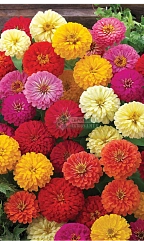 Цинния изящная 'Дримленд' (микс)