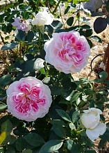 Роза 'Гернси' (чайно-гибридная) (бело - розовая)