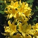 Рододендрон желтый (азалия) (желтый)
