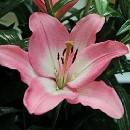 Лилия 'Альбуферия' (розовая)