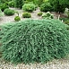 Можжевельник горизонтальный 'Вилтони'