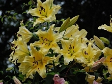 Лилия 'Барута' (желтая)