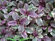 Живучка ползучая 'Бургунди Глоу'