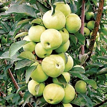 Яблоня колоновидная 'Медок'