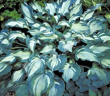 Хоста гибридная (вздутая, волнистая) 'Гардиан Энжел'