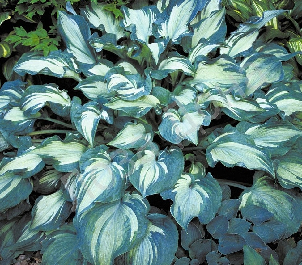 Хоста гибридная (вздутая, волнистая) 'Гардиан Энжел'