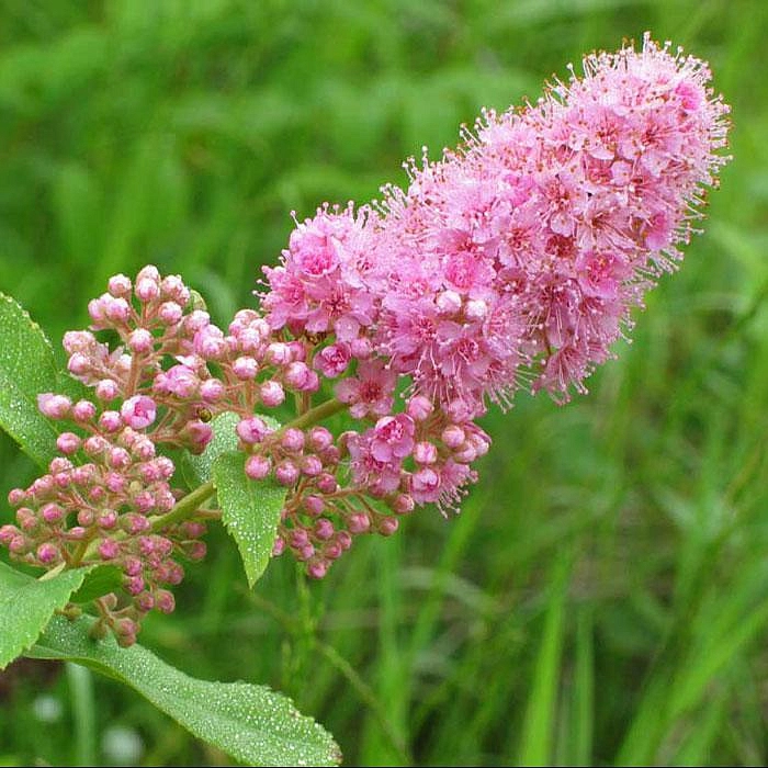 Спирея Дугласа