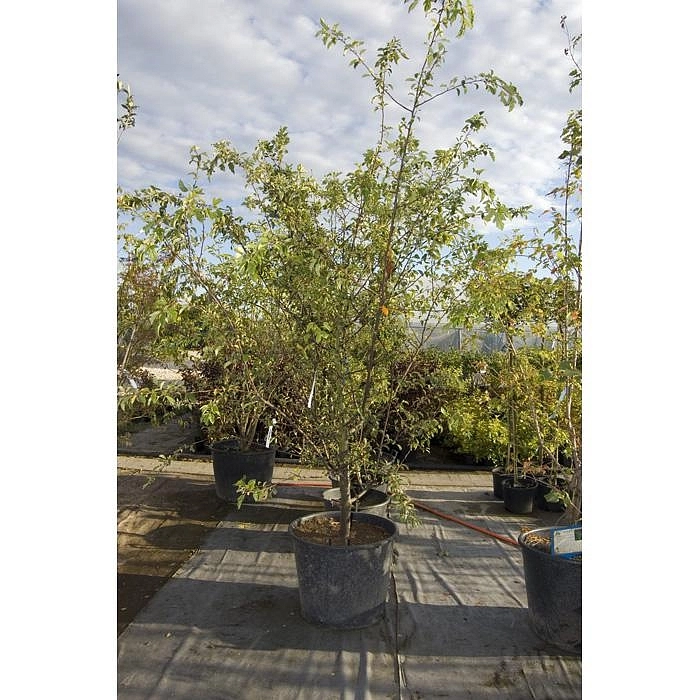 Яблоня декоративная Саржента