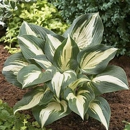 Хоста гибридная "Морнинг Стар"