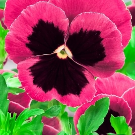 Виола Виттрока 'Матрикс Роуз Блоч' (розовая с темным глазком)