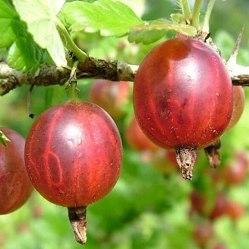 Крыжовник 'Юбиляр'