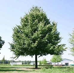 Липа европейская_