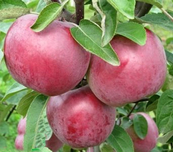 Яблоня домашняя 'Память Коваленко'