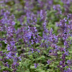 Котовник Фассена 'Селект'