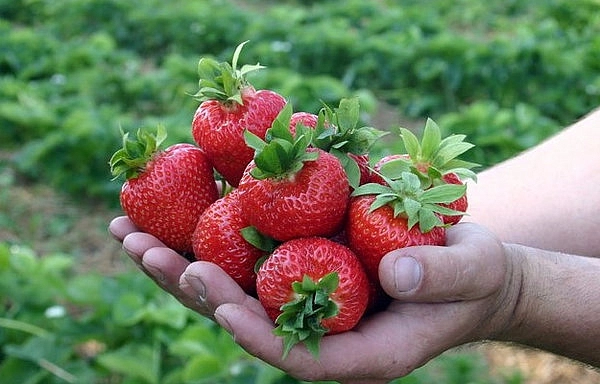 Земляника (клубника) 'Русский размер'