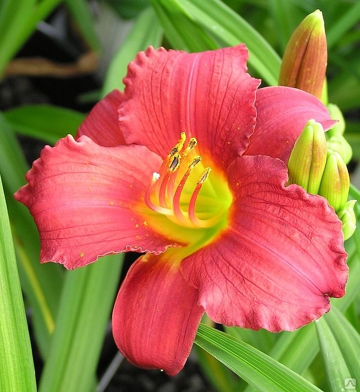 Лилейник гибридный 'Руби Стелла'