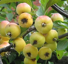 Яблоня китайка (сливолистная)