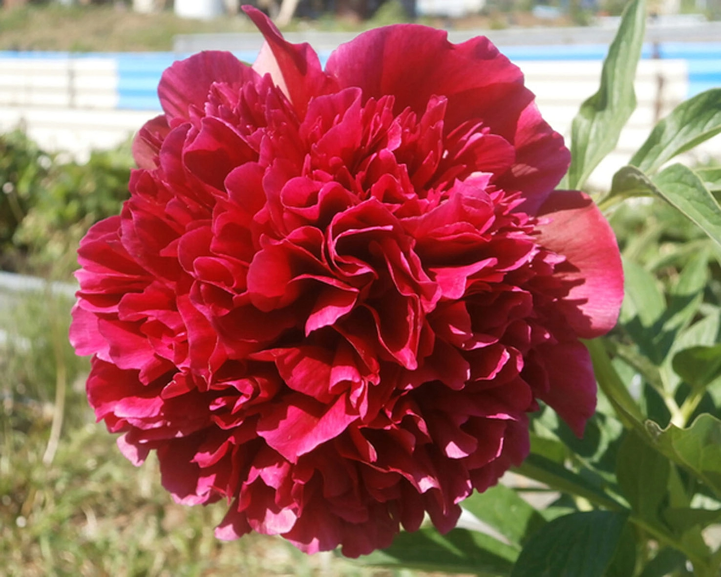 Пион молочноцветковый 'Адольф Руссо' (красно - вишневый)
