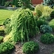 Лиственница европейская Пендула (Pendula) Лиственница европейская Пендула (Pendula)